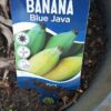 Blue Java Banana Perth