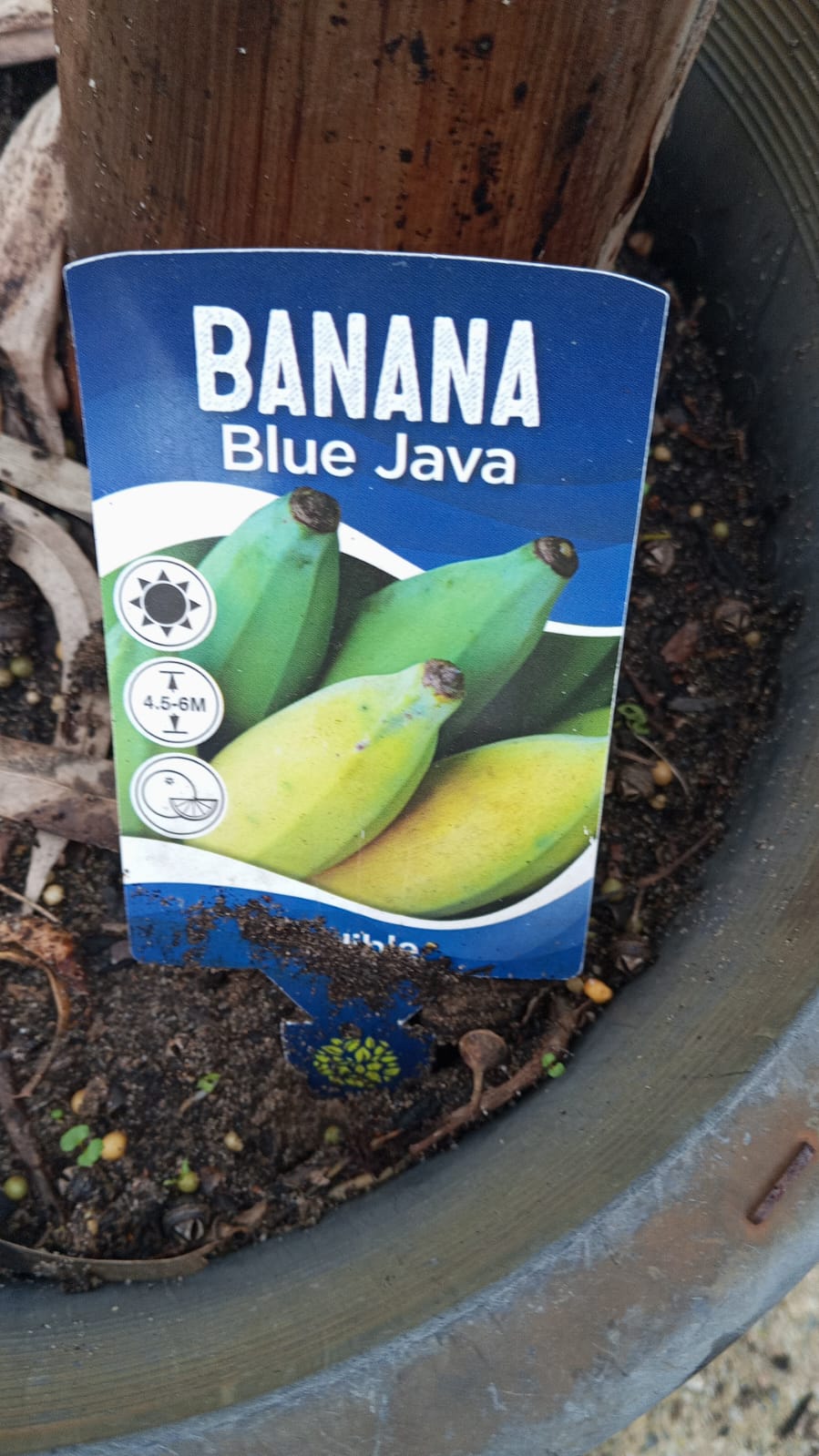 Blue Java Banana Perth