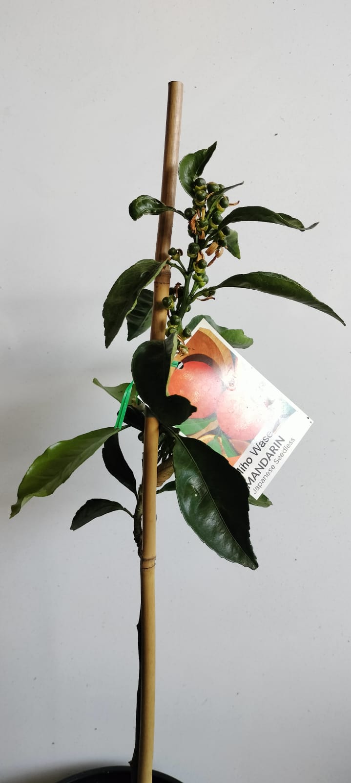 Miho Satsuma Japanese Mandarin Fruit Tree Perth