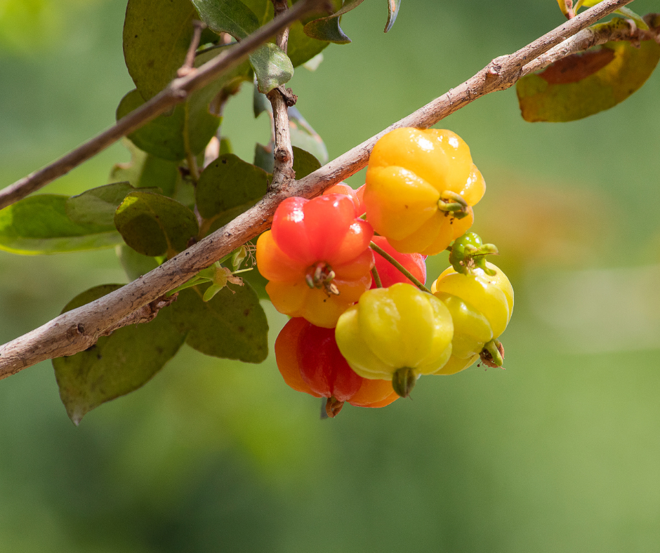 A Different Kind of Cherry - perth fruittree