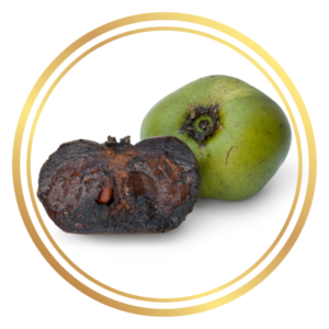 Black Sapote Chocolate Pudding Fruit Tree