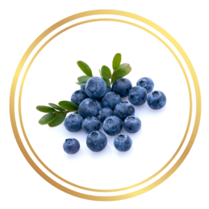 Blueberry Blueberries Bush