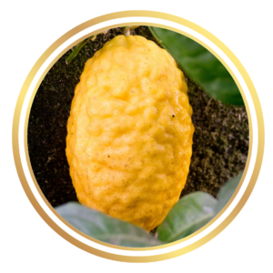 Citron Lemon Citrus Fruit Tree