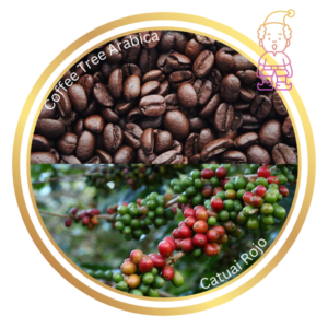 Coffee Tree Arabica Catuai Rojo