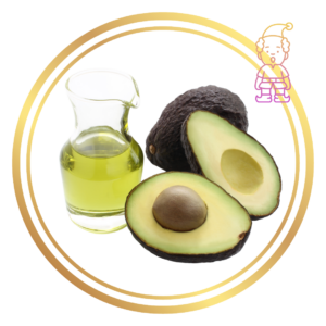 Dwarf Avocado Tree Lamb Hass Group A