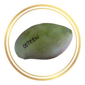 Osteen Mango Tree Dwarf