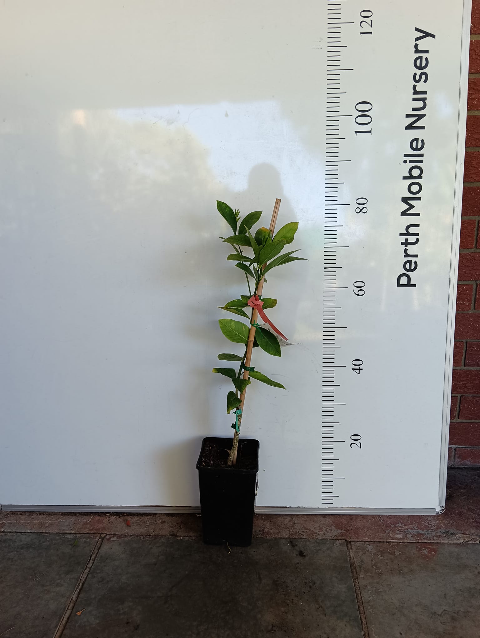 Dwarf Meyer Lemon Perth