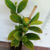 Dwarf Meyer Lemon Perth