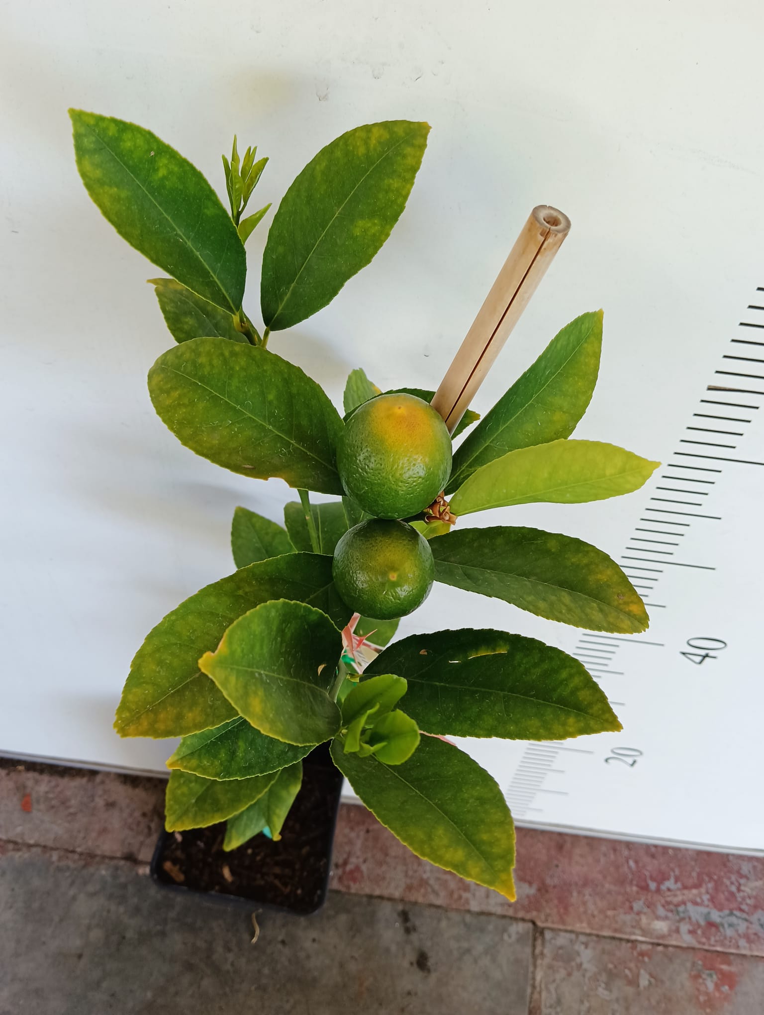 Dwarf Meyer Lemon Perth