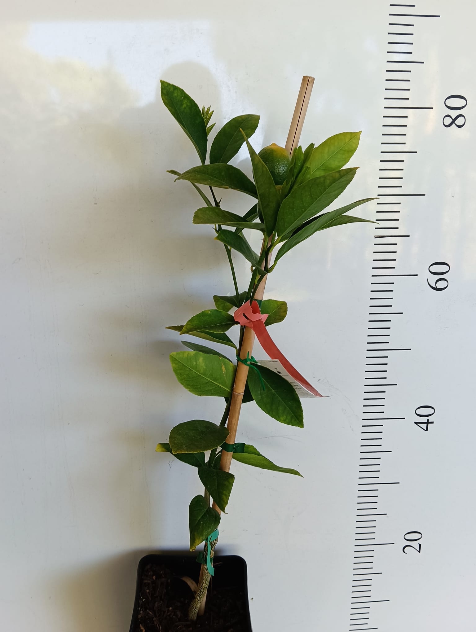 Dwarf Meyer Lemon Perth