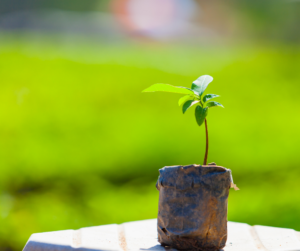 Facts About Growing Custard Apple - perthfruittree