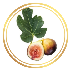 Fig Tree Black Genoa