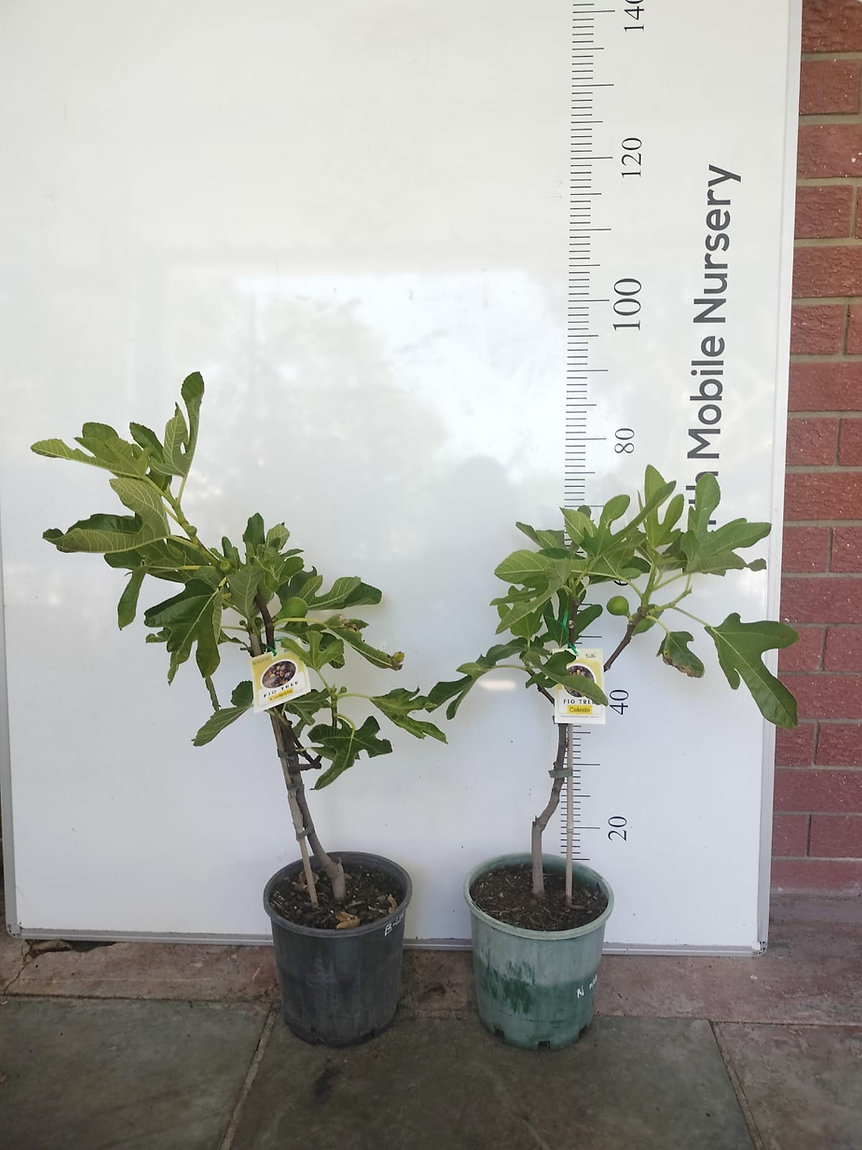 Fig Tree Celeste Perth