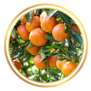 Chinotto Orange Fruit Tree