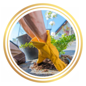 Fruit Tree Planting Service