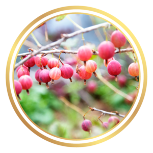 Gooseberry Captivator Plant