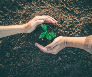 How do Trees Help the Planet - perthfruittree