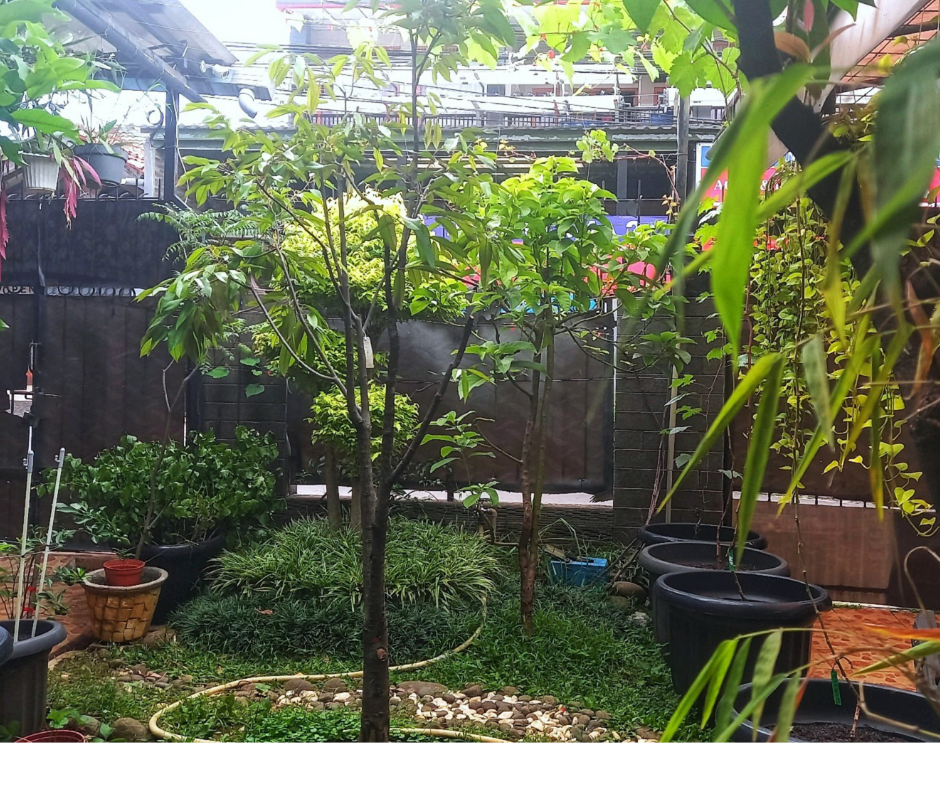 How to Start a Fruit Garden ( Even in Small Spaces) - perthfruitree