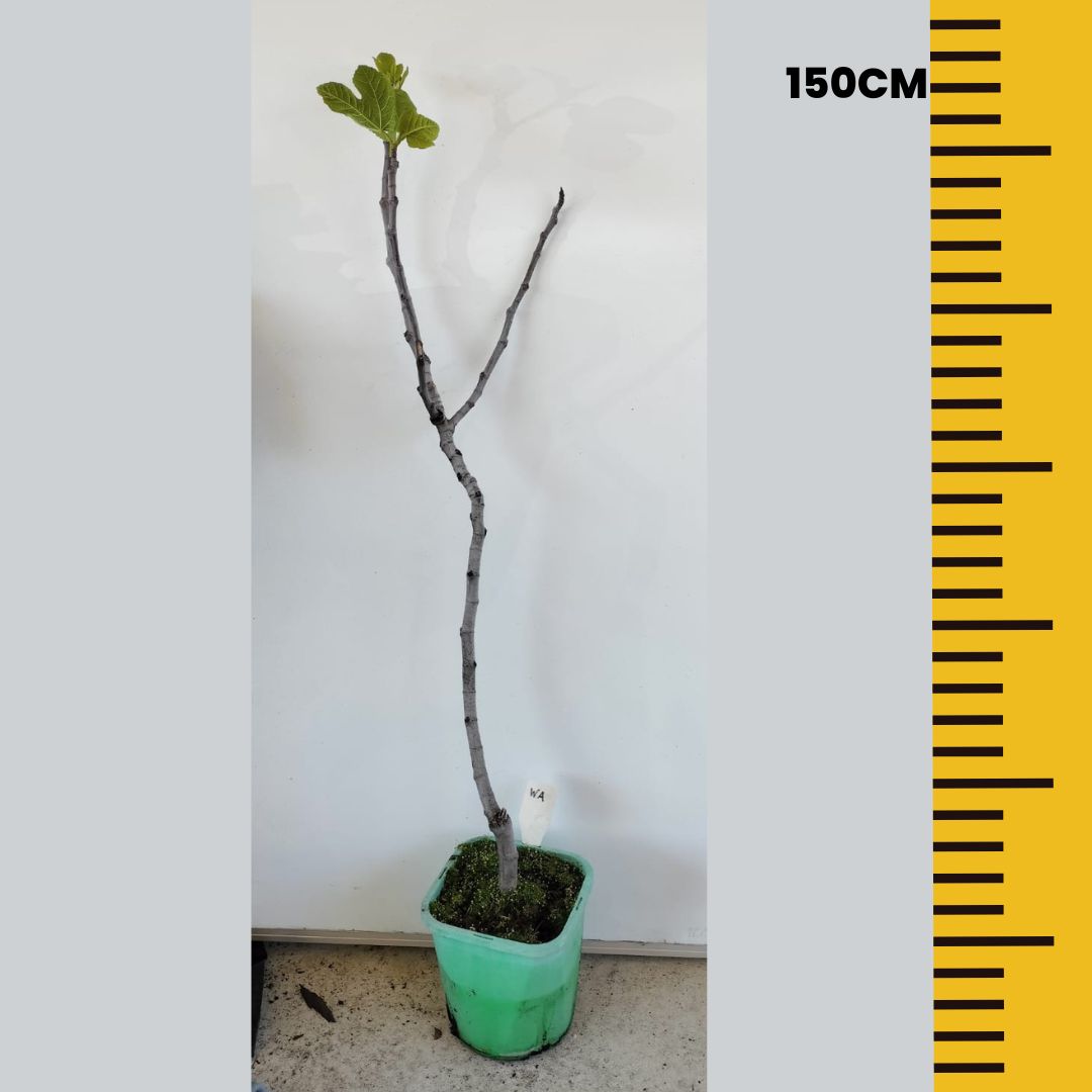 Fig Tree White Adriatic Perth