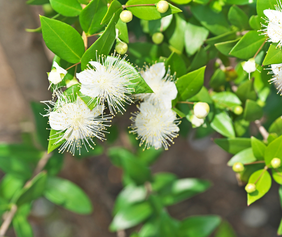 Is Lemon Myrtle a Fruit - perthfruittree