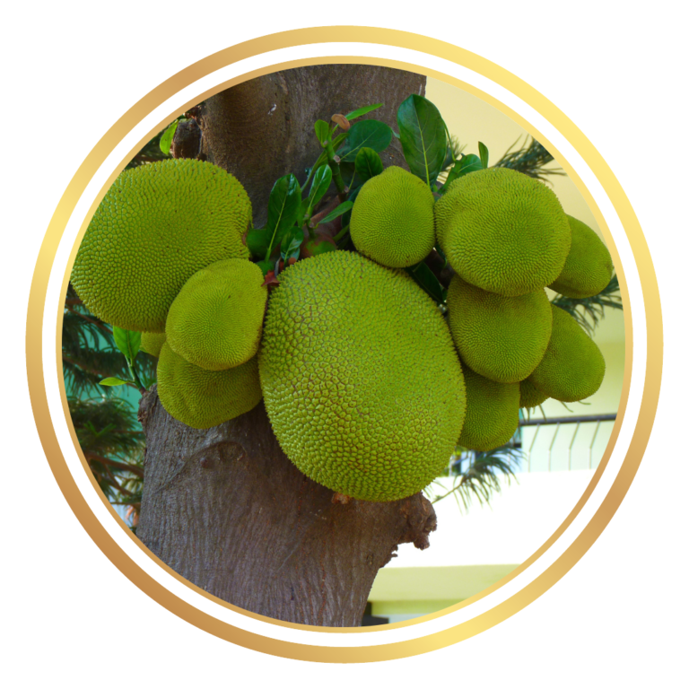 Jackfruit tree Perth