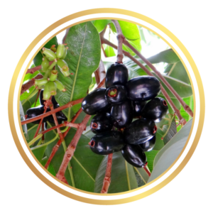 Jamun Tree