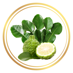 Kaffir Lime Tree