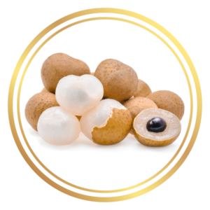 Longan Kohala Fruit Tree