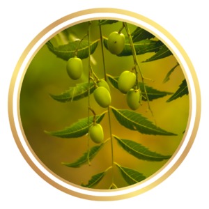 Neem Tree Azadirachta indica A. Juss