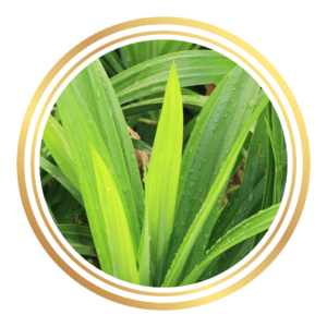Pandan Leaves Plant