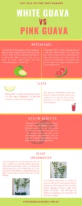 Pink or White Guava Which will you choose - perthfruittree