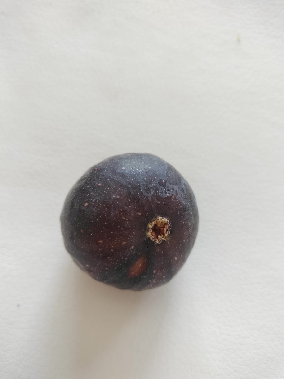 Purple Heart Fig Perth