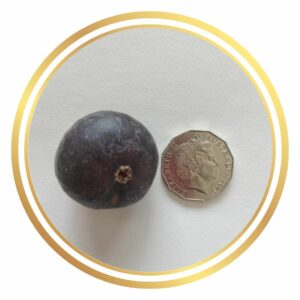 Purple Heart Fig Perth