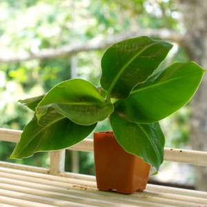 Snow White's Favorite Banana - perthfruittree