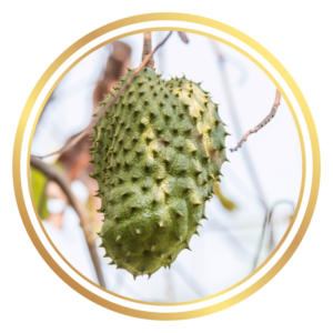 Soursop Fruit Tree