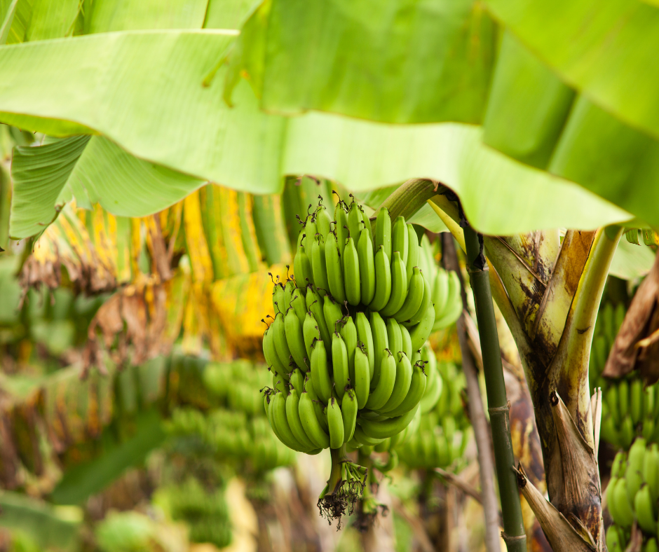 The Banana Family - perthfruittree