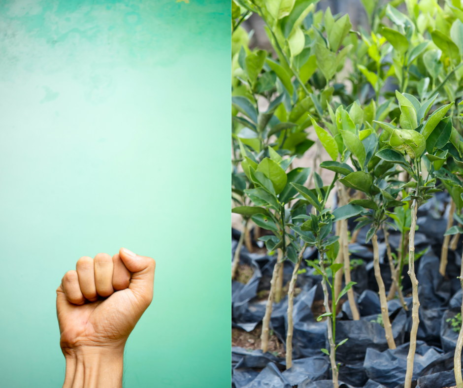 The Beginning of a Revolution - perthfruittree