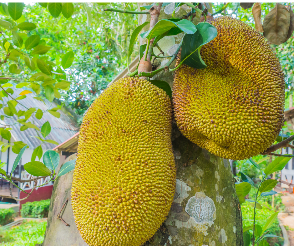 The Jewel Inside Jackfruit - perthfruittree