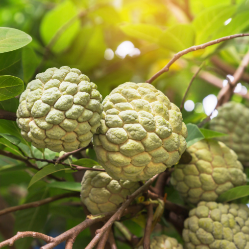 The Mysterious Custard Apple - perthfruittree