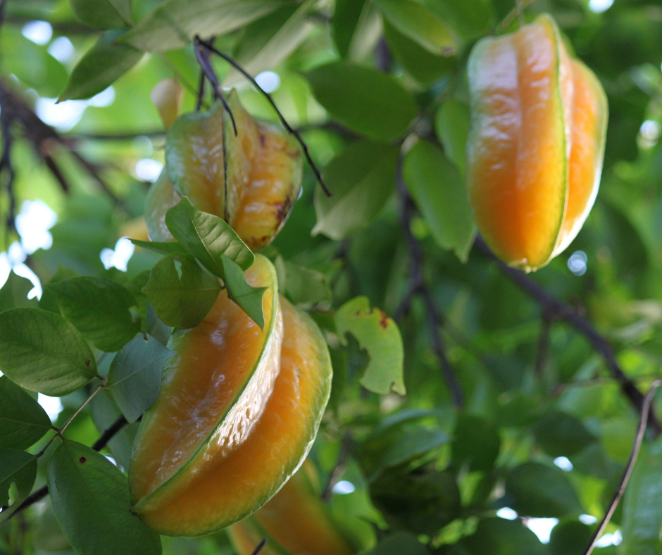 The Sparkle of Star Fruit - perthfruitree