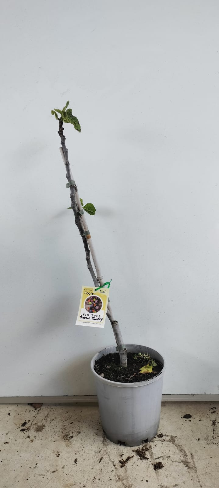 Brown Turkey Fig Perth