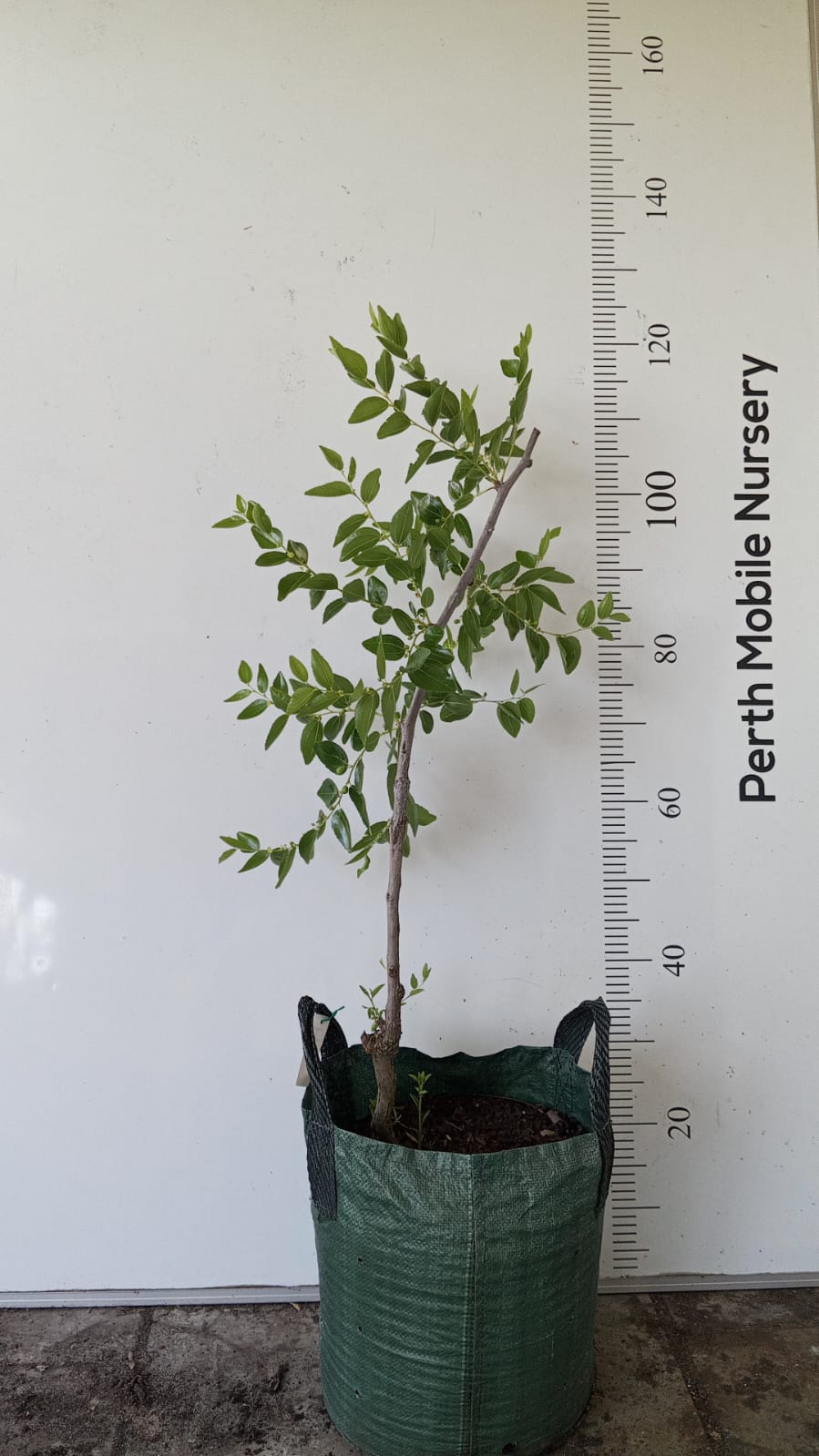 Fruit-Tree-Jujube-Li-Chinese-Dates