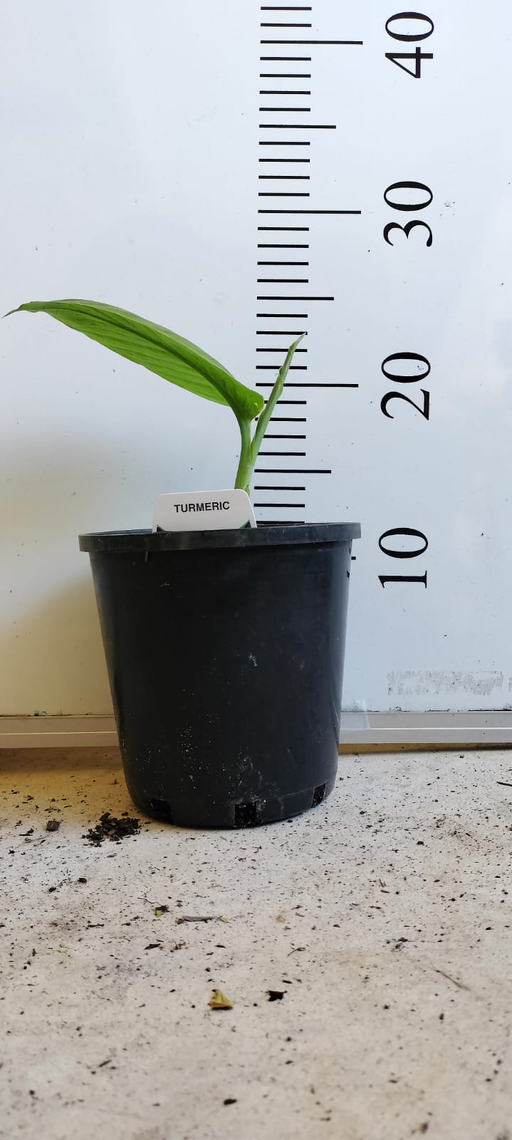 Turmeric Plant Perth