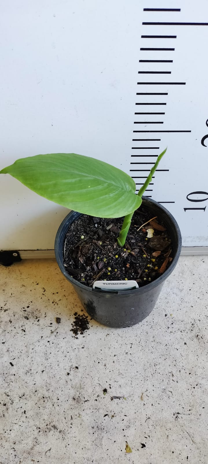 Turmeric Plant Perth