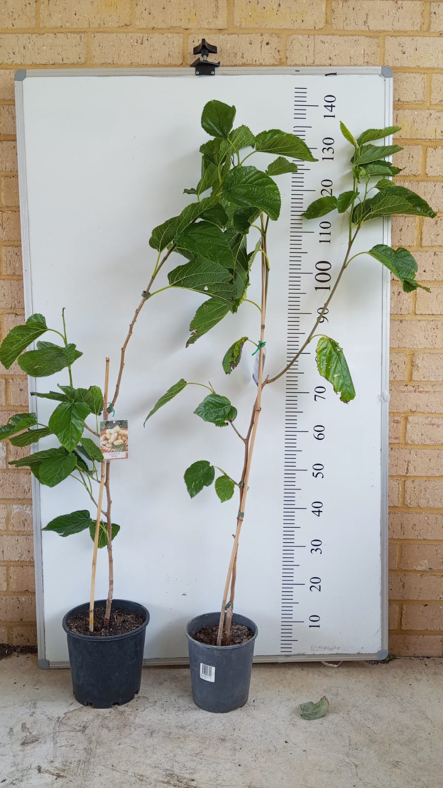 White Mulberry Perth