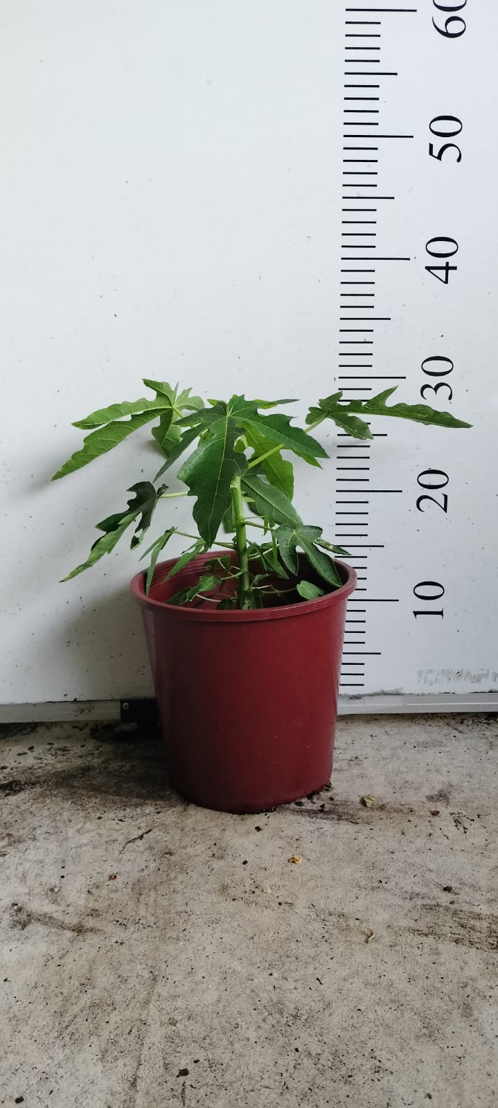 Papaya Fruit Tree Perth