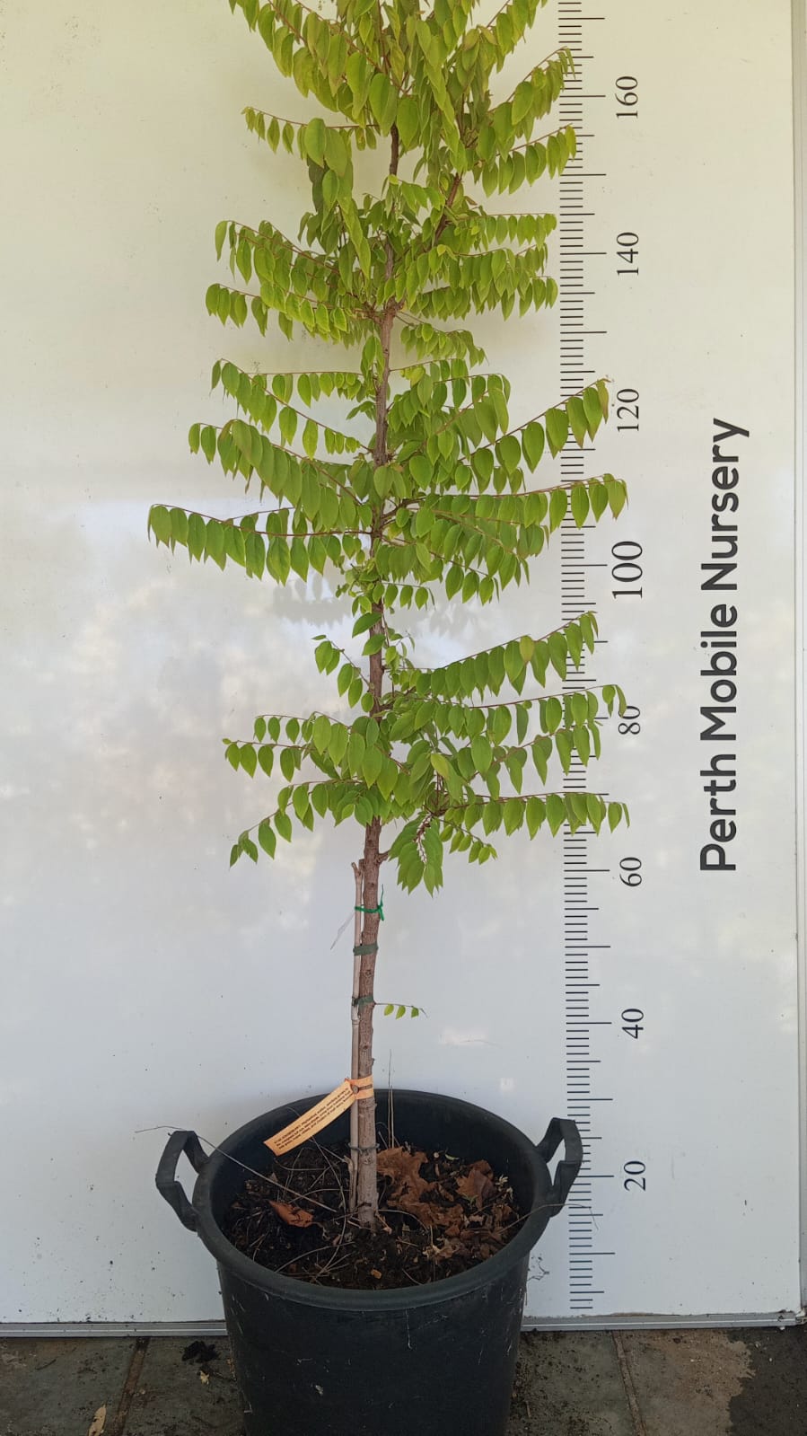 Star Gooseberry Perth