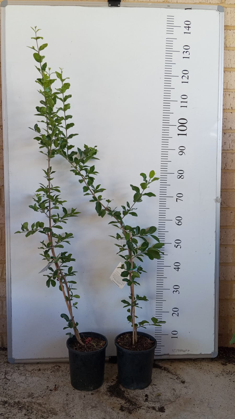 Acerola Barbados Cherry Perth