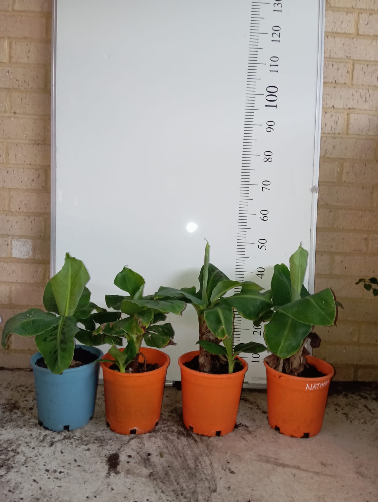 Dwarf Banana Tree Musa Nathan