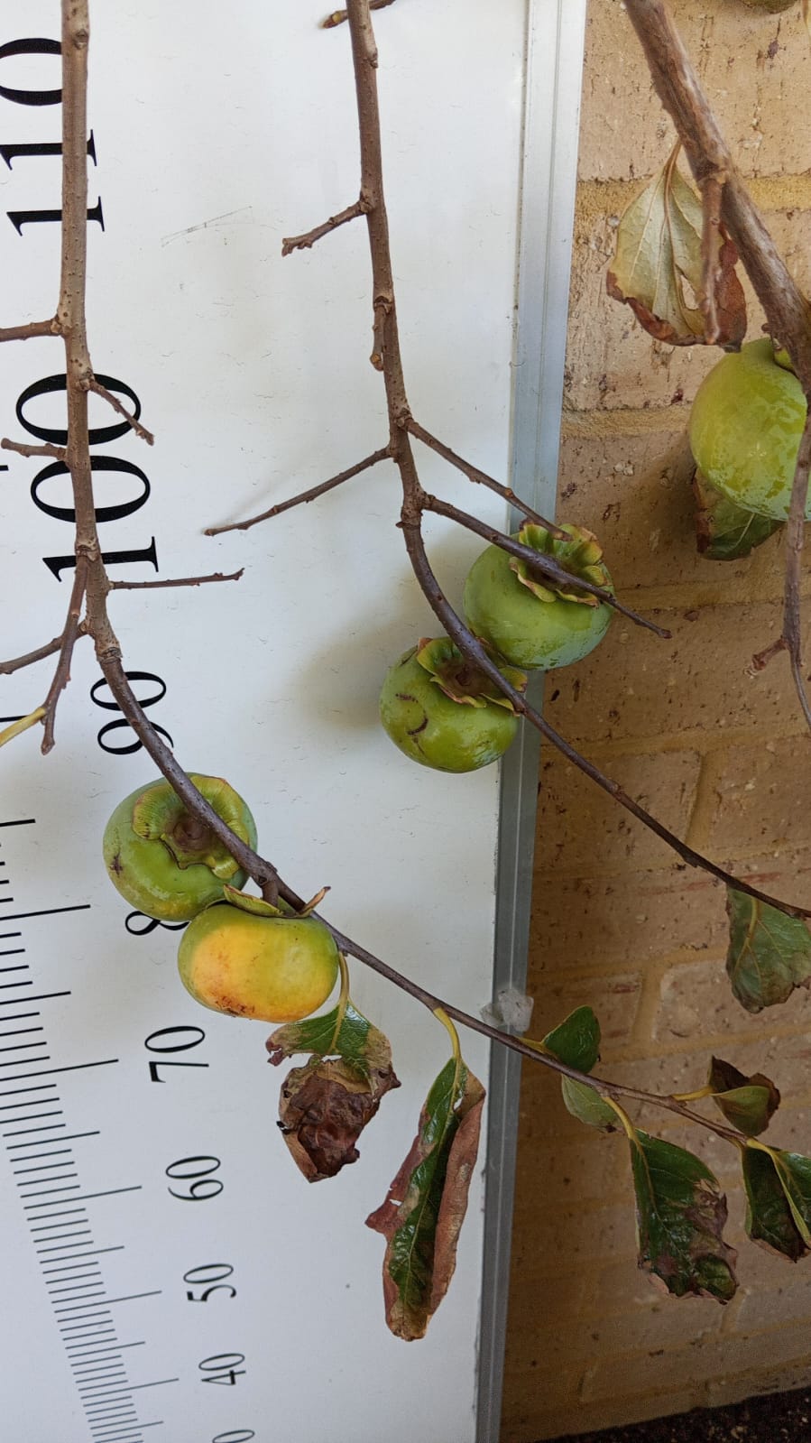 Persimmon Fuyu Perth